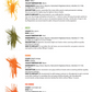 BROVI CORRECTOR PIGMENTS - RED ORANGE